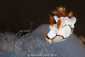 Trapania gibbera. by Mehmet Salih Bilal 